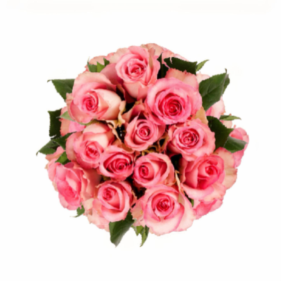 Pink Roses